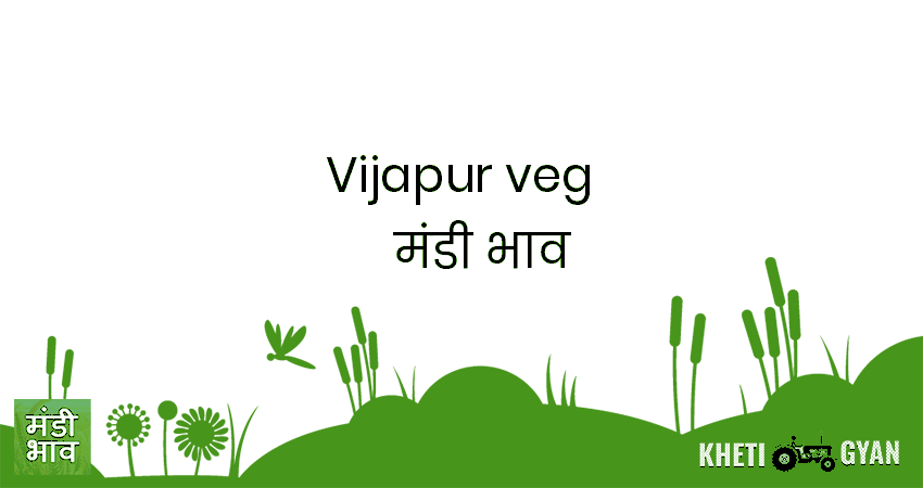 Vijapur(veg) मंडी भाव की ताज़ा तस्वीर